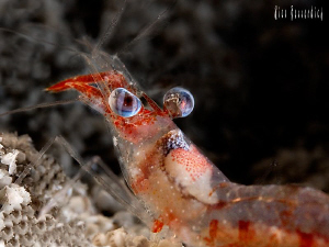 Shrimp ( 3 cm ), nightdive shot. That was a fast moving n... by Rico Besserdich 